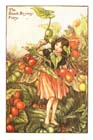 BlackBryony