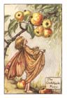 Crabapple