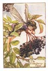 Elderberry