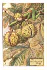 HorseChestnut