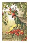 Nightshade