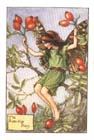 Rosehip
