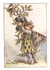 Sloe