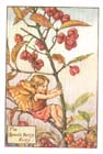 SpindleBerry