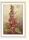 foxglove