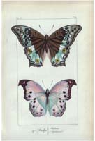 butterfly12
