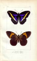 butterfly19